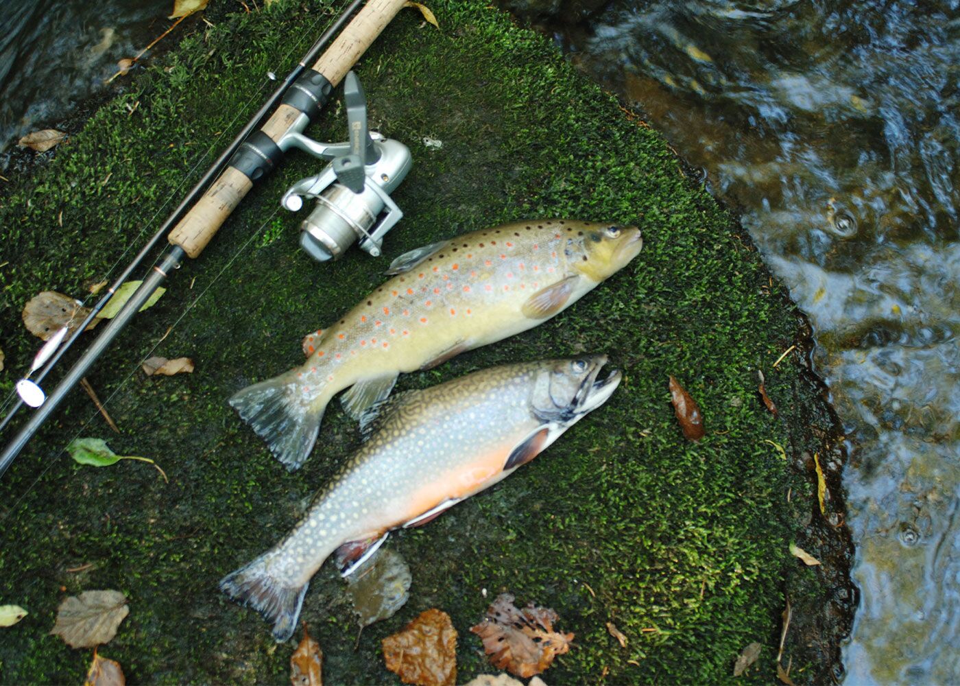 Angeln im Quellwasser-Fischweiher beim Landgasthof Kammbräu