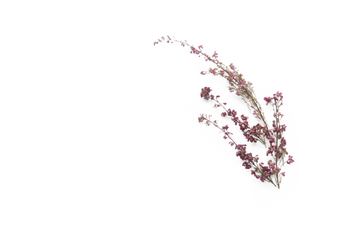 Wildblumen Violette Wildblumen