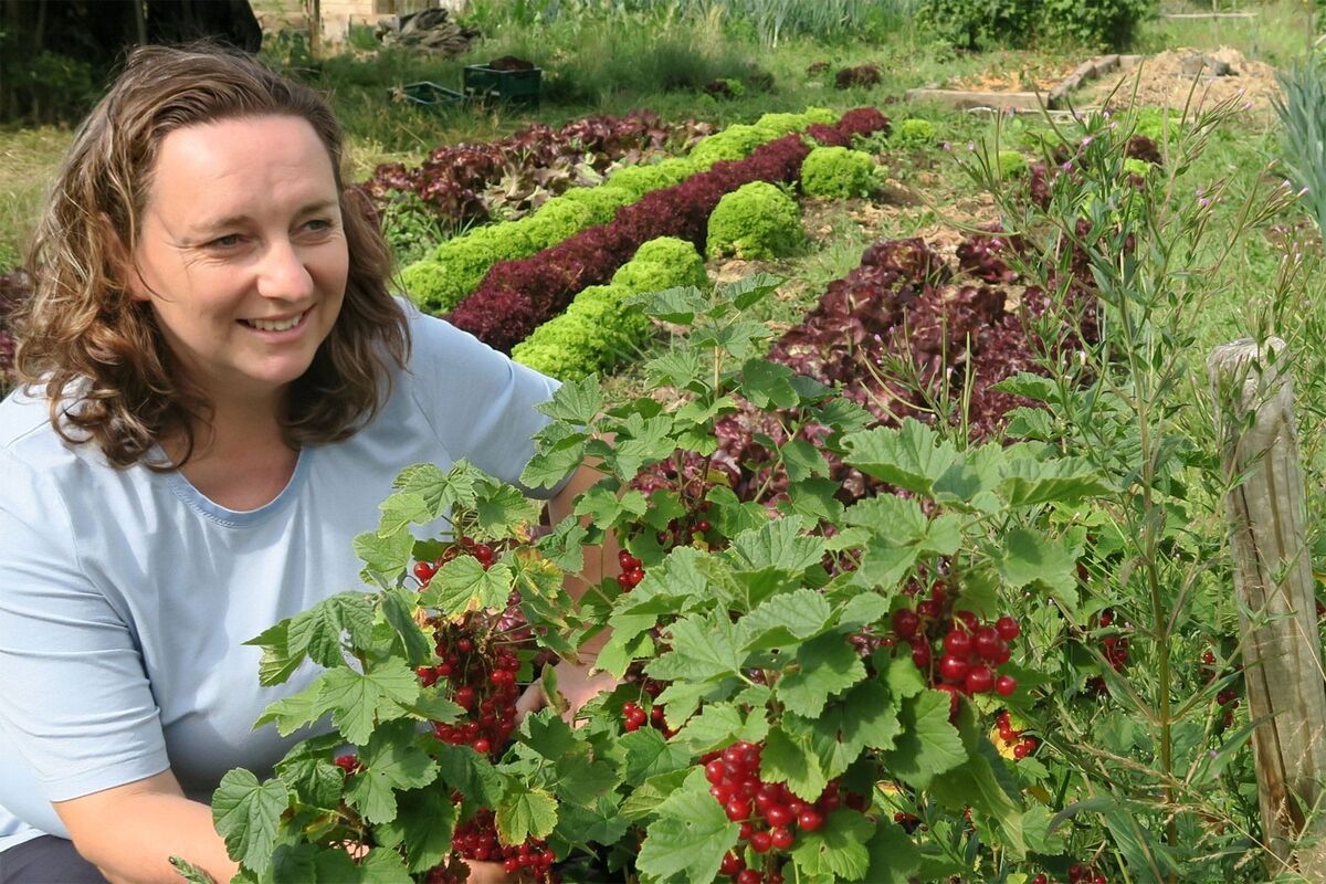 Neue Geschmacksrichtungen mit Kräuter aus dem eigenen Gemüsegarten